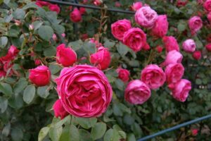 Close-up of some pink rose blossoms on a rose bush.